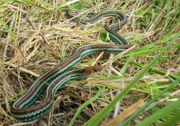 San Francisco Garter Snake